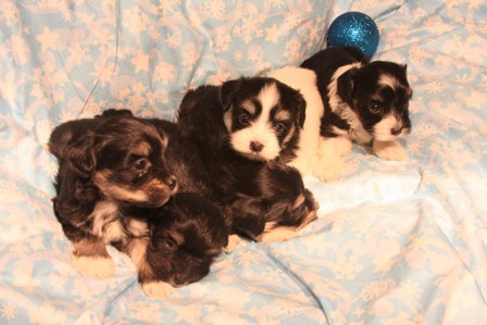 havanese-puppies